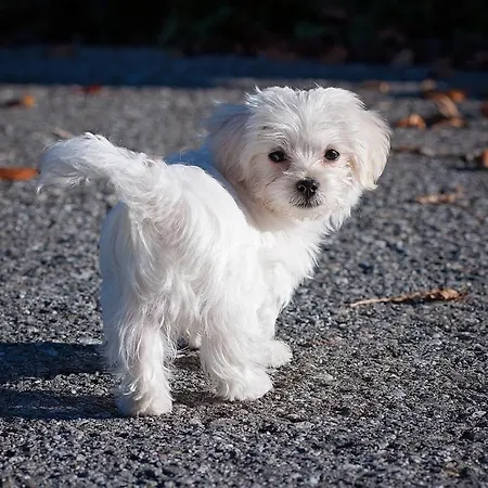 Haziallatbarat Bichon Nyaralo Medencehasznalattal Fonyód
