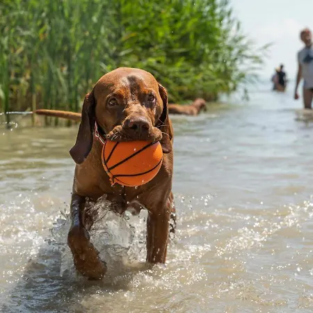 Prázdninový dům Haziallatbarat Bichon Nyaralo Medencehasznalattal Fonyód